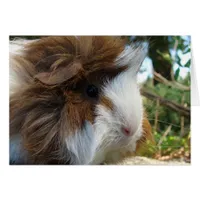 Long-Haired Guinea Pig