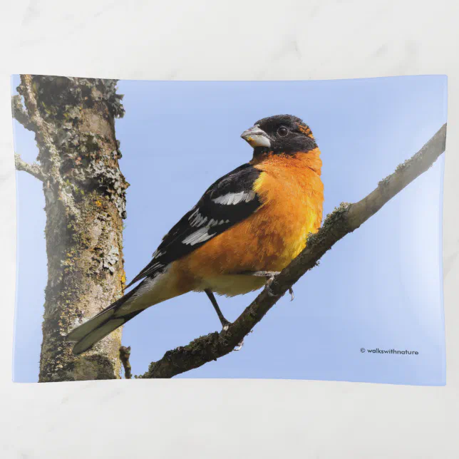 Beautiful Black-Headed Grosbeak in a Tree Trinket Tray