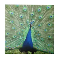 Tile - Proud Peacock