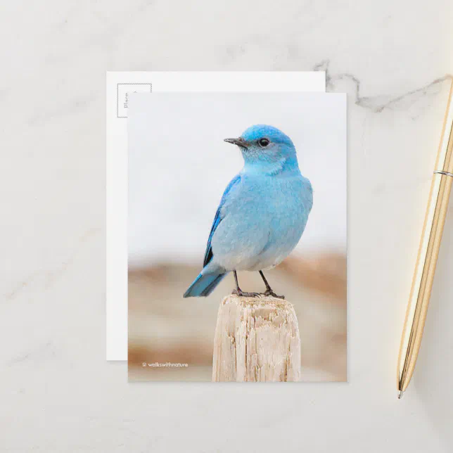 Beautiful Mountain Bluebird on Beach Stump Postcard