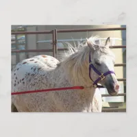 Spotted Pony Postcard