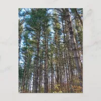 Beautiful Pine Trees Postcard