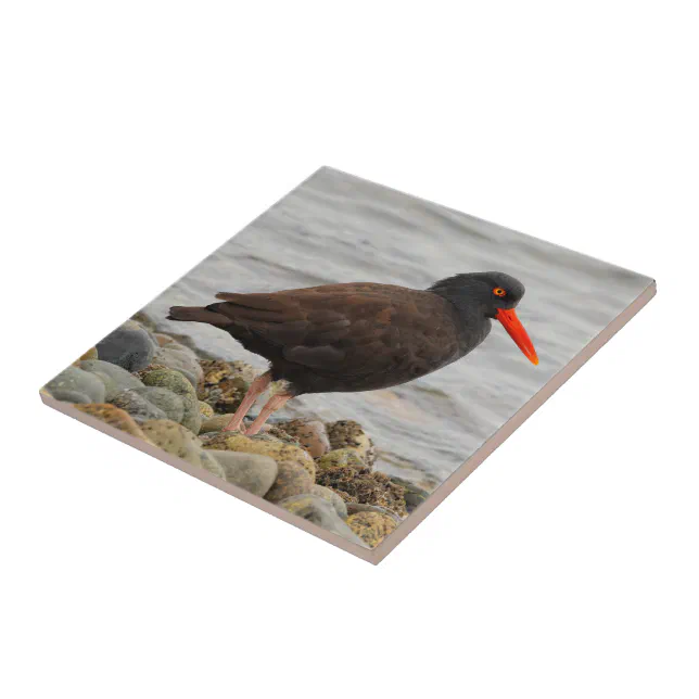 Black Oystercatcher at the Beach Ceramic Tile