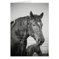 Horses Behind the Fence in Black and White Cards