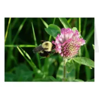 Bumble Bee on Clover All Occasion Blank Greeting Cards