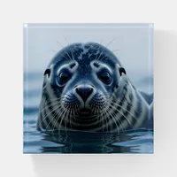 Cute Seal Close up Paperweight