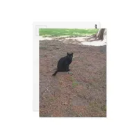 adorable cute stray black kitty postcard