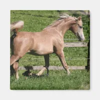 Palomino Arabian Magnet