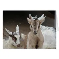 Goat Kids