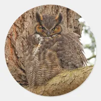 Great Horned Owl in the Douglas Fir Classic Round Sticker