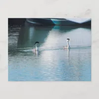Postcard - Western Grebe in Harbor (hrz)