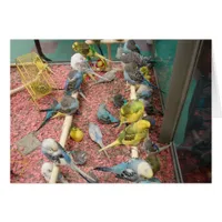 Parakeets