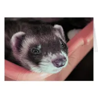 Sable Ferret Card