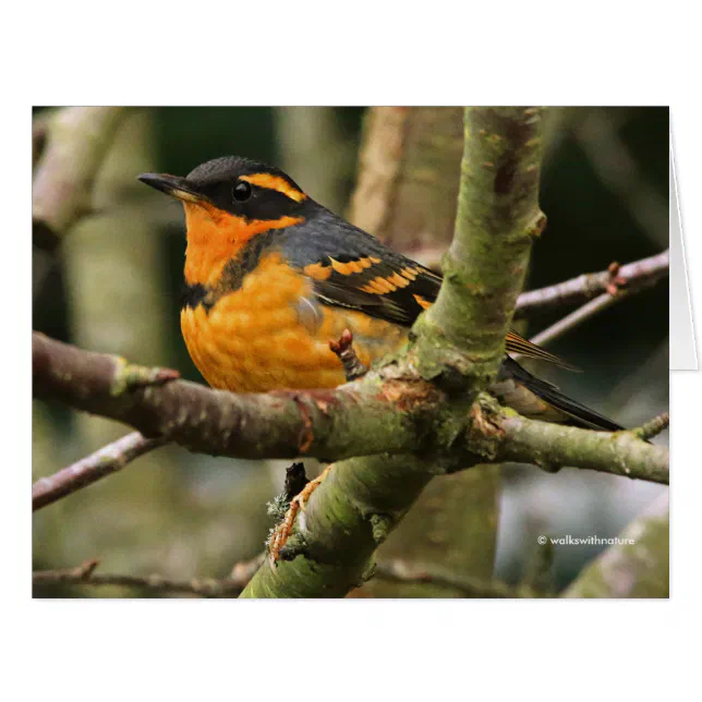 Beautiful Varied Thrush Songbird in the Tree