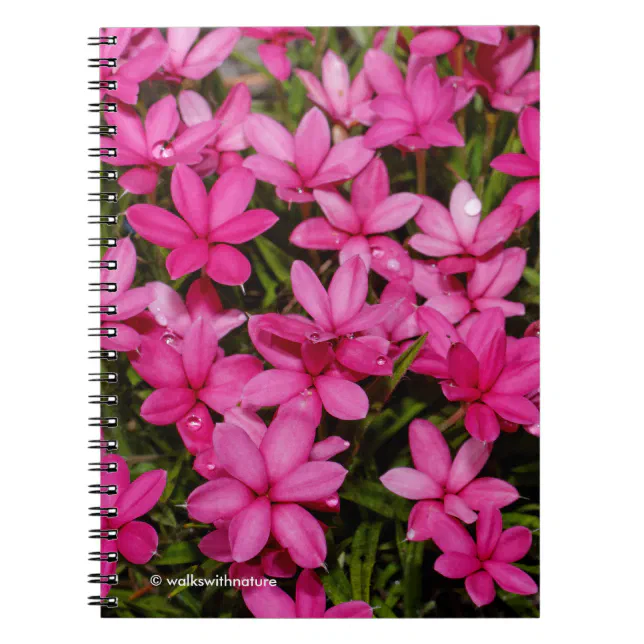 Rhodohypoxis / Red Star / Rosy Posy Notebook