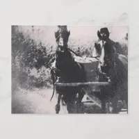 Horse Team #horse #amish Postcard