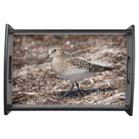 Baird's Sandpiper Shorebird on the Beach Serving Tray