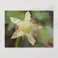 Wildflower 4 postcard