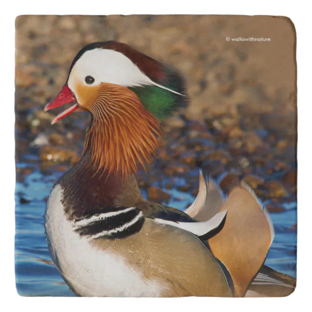 Beautiful Chatty Mandarin Duck at the Pond Trivet