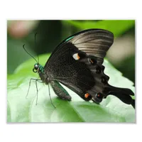 Paris Peacock Swallowtail Butterfly on Leaf Photo Print