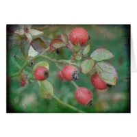 Rosehips with Texture