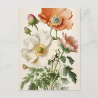 Vintage Poppies Postcard