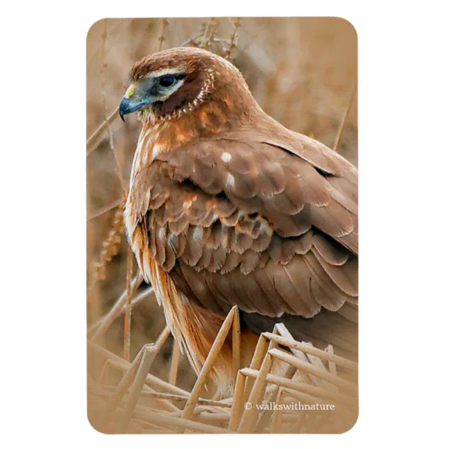 Beautiful Northern Harrier Hawk in the Marshes Magnet