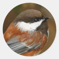 Cute Chestnut-Backed Chickadee Songbird in Tree Classic Round Sticker