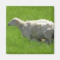 Cute Baby Sheep Nursing Photography Magnet