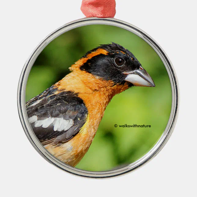 Closeup of Black-Headed Grosbeak Songbird Metal Ornament