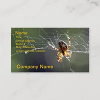 Bus. Card - Spider on Web