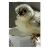 Blue Cochin Chick on Teacup