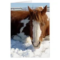 Paint Horse Snowy Sunny Snooze