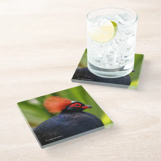 Stunning Roul-Roul Crested Wood Partridge Bird Glass Coaster