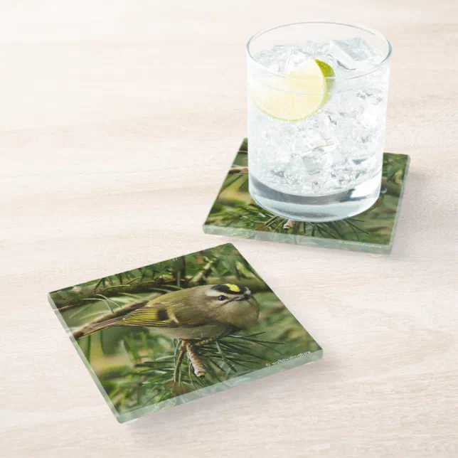 Cute Kinglet Songbird Causes a Stir in the Fir Glass Coaster