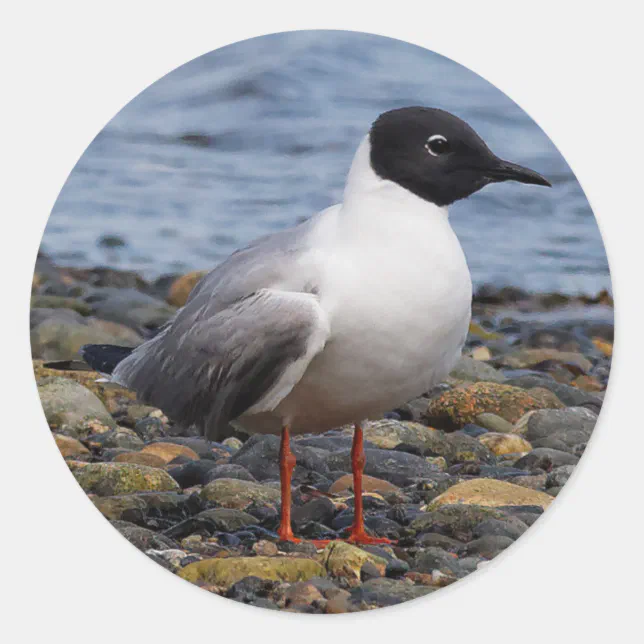 Bonaparte's Gull at the Beach Classic Round Sticker