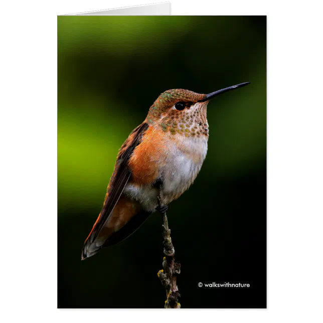 Adorable Rufous Hummingbird on Branch