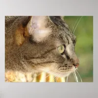 Kitty Stare Poster