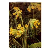 Wildflower: Cowslip