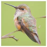 Rufous Hummingbird Sitting in the California Lilac Fabric