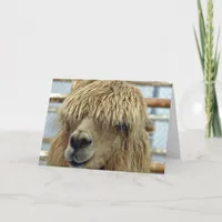 Alpaca Card