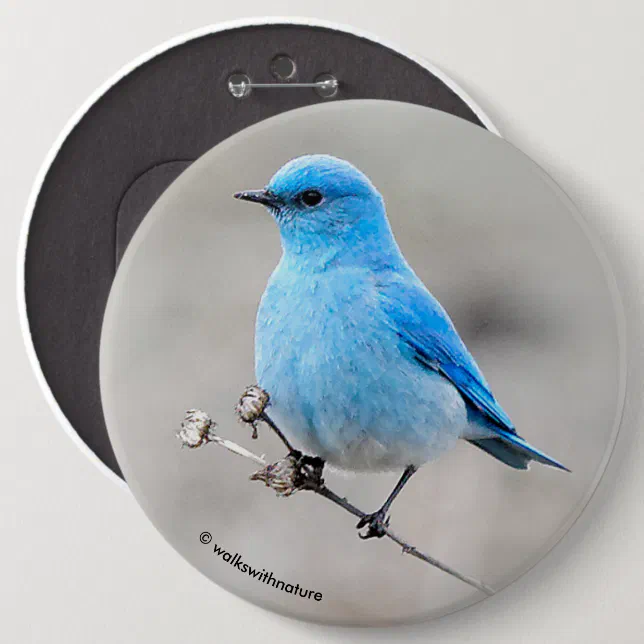 Beautiful Mountain Bluebird Button