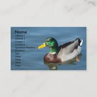 Mallard Duck In Blue Water Business Card