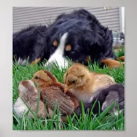 Bernese Mountain Dog On the Job Poster