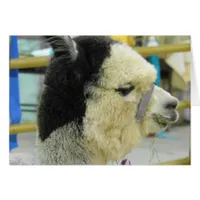 Alpaca