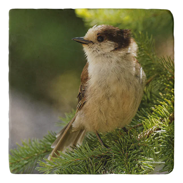 Profile of a Cute Grey Jay / Whiskeyjack Trivet