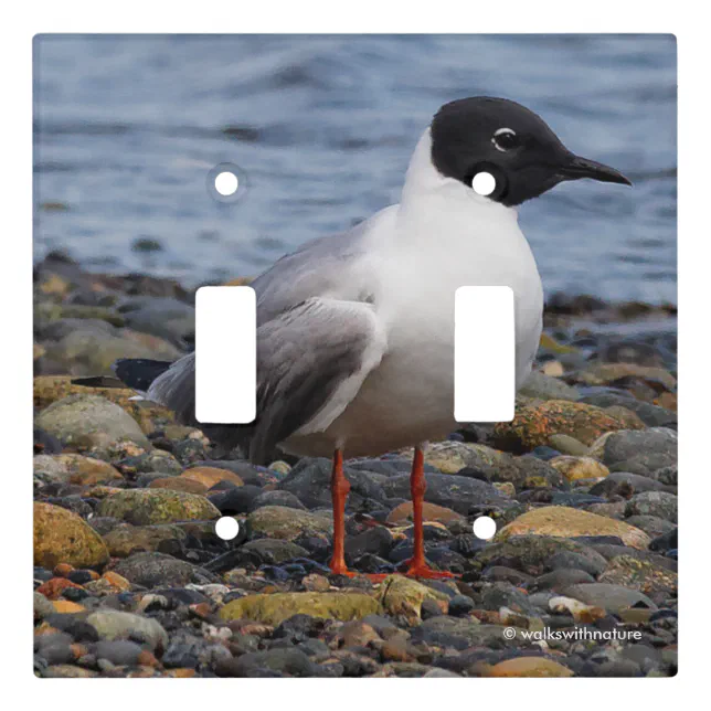 Bonaparte's Gull at the Beach Light Switch Cover