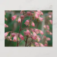 Coralbell Flowers Postcard