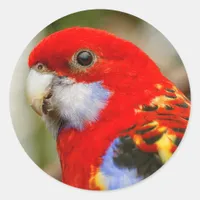 A Cheeky Eastern Rosella Classic Round Sticker