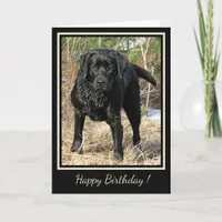Happy Birthday Black Labrador - Duck Hunting Dog Card